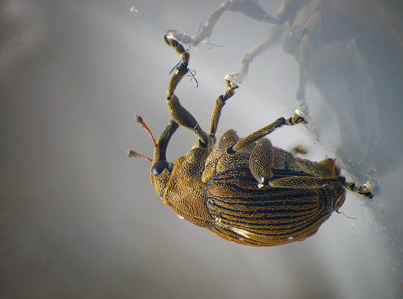 Mononychus punctumalbum